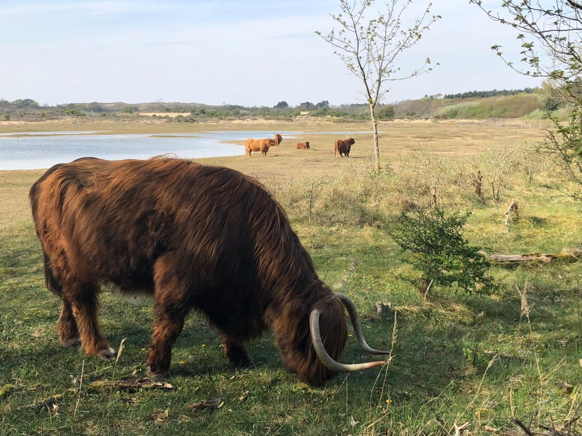 Eco Lodge Duin- Unieke Locatie -Strand, Duin En Nabij Cultuursteden Castricum Esterno foto